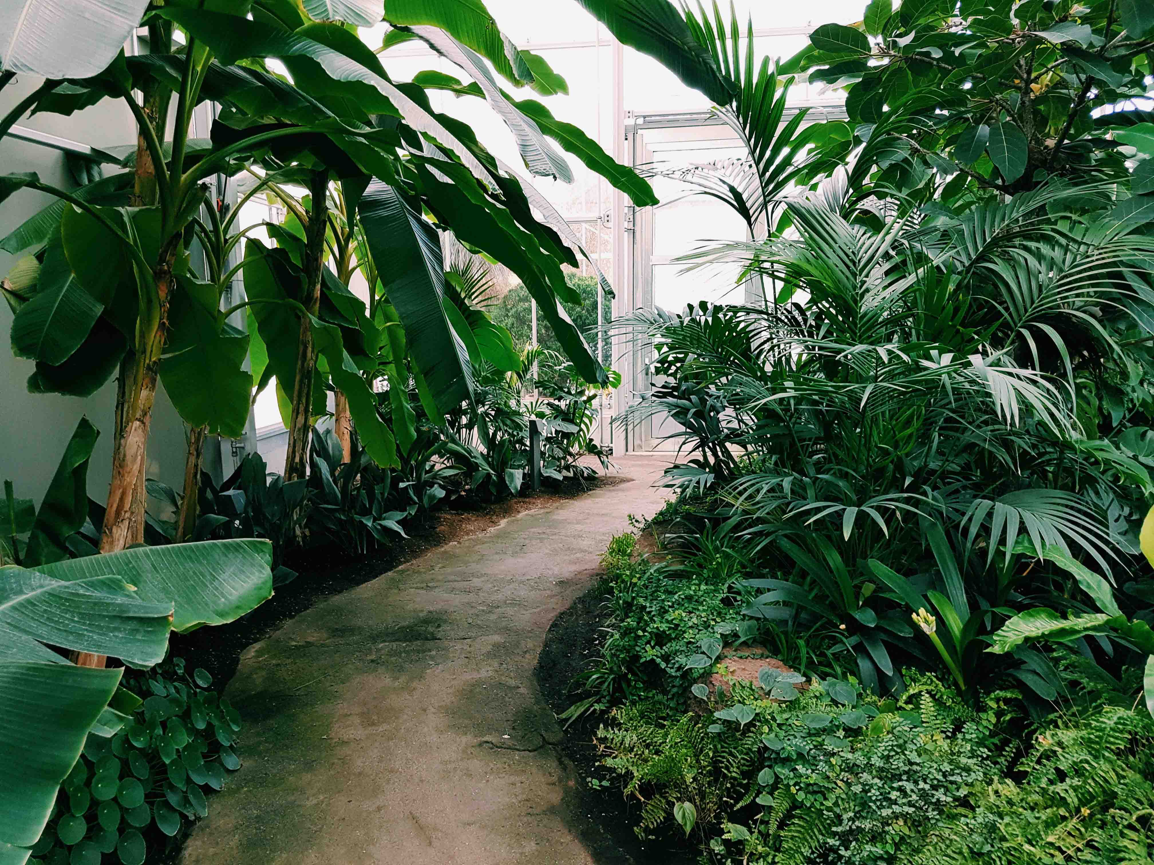 taman tropis